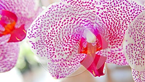 Beautiful pink and white orchid very rare, Phalaenopsis spp orchid or Cymbidium devonianum Paxton locals in asian called it photo