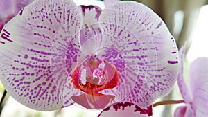 Beautiful pink and white orchid very rare, Phalaenopsis spp orchid or Cymbidium devonianum Paxton locals in asian called it photo