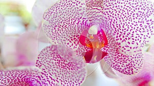 Beautiful pink and white orchid very rare, Phalaenopsis spp orchid or Cymbidium devonianum Paxton locals in asian called it photo