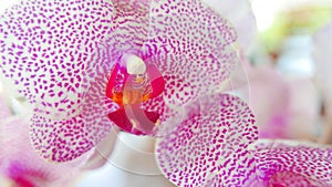Beautiful pink and white orchid very rare, Phalaenopsis spp orchid or Cymbidium devonianum Paxton locals in asian called it photo
