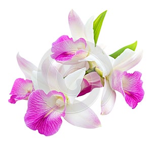 Beautiful pink and white orchids cluster on black background exotic floral bloom photo