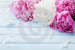 Beautiful pink and white peony flowers on blue vintage background