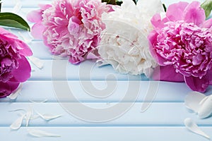 Beautiful pink and white peony flowers on blue vintage background