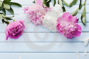 Beautiful pink and white peony flowers on blue vintage background with copy space for your text or design, top view