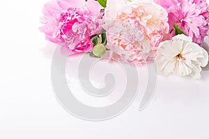 Beautiful pink and white peony flowers on white, copy space for your text top view, flat lay