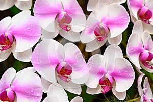 Beautiful pink white Phalaenopsis orchid blossom in ornamental garden