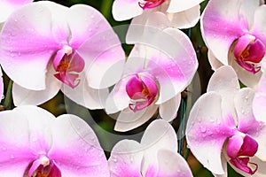 Beautiful pink white Phalaenopsis orchid blossom in ornamental garden