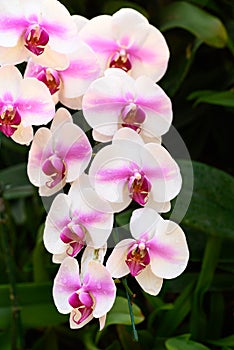 Beautiful pink white Phalaenopsis orchid blossom in ornamental garden