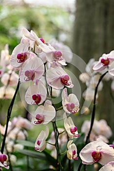 Beautiful pink white Phalaenopsis orchid flower