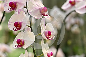 Beautiful pink white Phalaenopsis orchid flower