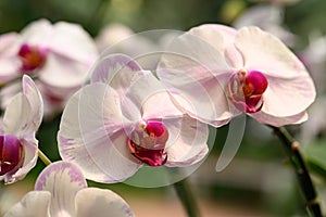 Beautiful pink white Phalaenopsis orchid flower