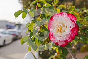 Beautiful pink-white rose on bush. Roses bushes blooming in the garden, blurred cityscape in the background
