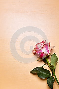 Beautiful pink and white rose flower on beige pastel background