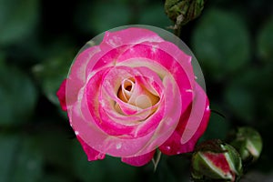 Beautiful pink white rose significe Feminity and peace