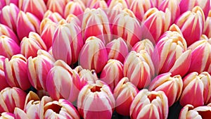 Beautiful pink and white tulip flowers in spring garden.