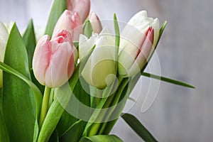 Beautiful pink and white tulips