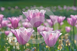 Pink and white tulips in the garden