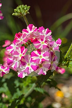 Beautiful pink and white verbena flower in the garden