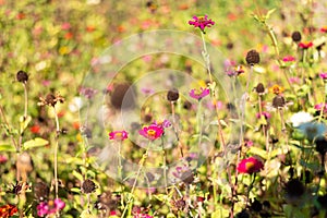 Beautiful pink wild flowers with a yellow stamen in the green field on a sunny day