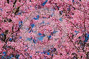 Beautiful pink wild himalayan cherry blossoming