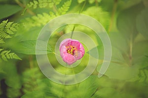 Beautiful pink Wild Peony in the forest. Natural spring background
