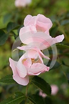 Beautiful pink wildflowers dogroses