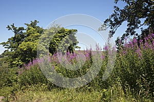 Beautiful pink wildflowers in the English countryside