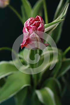 Beautiful Pink and Yellow Blooming Parrot Tulip Head against a Black background. Close Up Parrot Tulip flower.