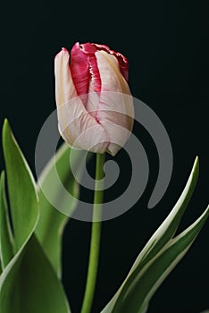 Beautiful Pink and Yellow Blooming Parrot Tulip Head against a Black background. Close Up Parrot Tulip flower.