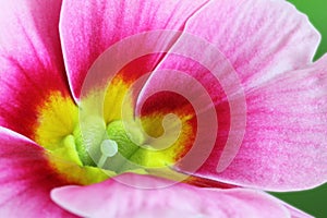 Beautiful pink and yellow flower background - macro