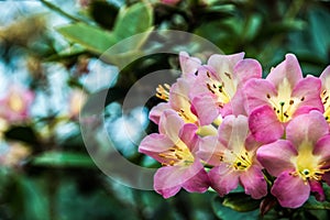 Beautiful pink and yellow flower photo