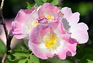 Beautiful pink and yellow flower of dog-rose