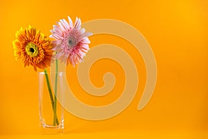 Beautiful pink and yellow flower in vase, wallpaper, yellow background