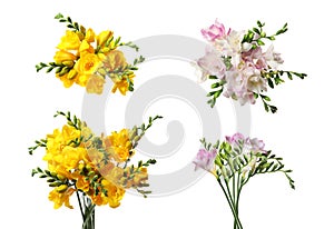 Beautiful pink and yellow freesia flowers on background