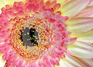 Beautiful pink and yellow gerbera flower