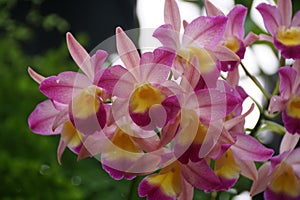 Beautiful pink and yellow of Guaricattonia Renate S W orchids at full bloom photo