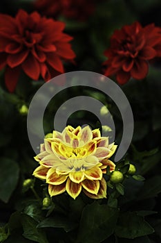 Beautiful pink, yellow and red Dahlia flower closeup. Green and coloured.