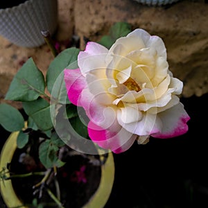 Beautiful pink and yellow rose flower blooming in the garden, nature photography, organic gardening background