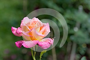 Beautiful pink with yellow rose flower in the garden after the rain, small depth of field