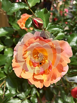 Orange and yellow rose flower bloom in the garden