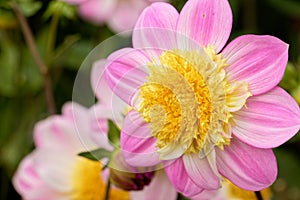 Beautiful Pink and Yellow Single Dahlia