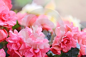 Beautiful Pink and Yellow Soft Begonia Flowers Glowing Background
