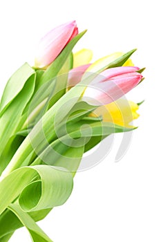 Beautiful pink and yellow tulip bouqet photo