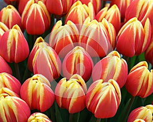 Beautiful pink and yellow tulip flowers in spring garden.