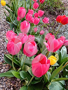 Beautiful pink and yellow tulips in a flower garden