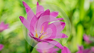 Beautiful pink Zephyranthes Lily flower, Rain Lily , Fairy Lily.