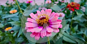 A beautiful pink Zinnia flower head.