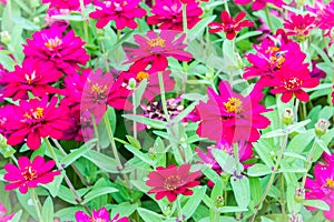 Beautiful pink Zinnia flowers in summer garden on sunny day. Zinnias are popular garden flowers, they come in a wide range of