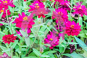 Beautiful pink Zinnia flowers in summer garden on sunny day. Zinnias are popular garden flowers, they come in a wide range of