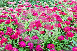 Beautiful pink Zinnia flowers in summer garden on sunny day. Zinnias are popular garden flowers, they come in a wide range of